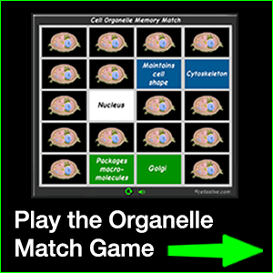 Organelle Match Game