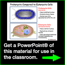 PowerPoint Downloads