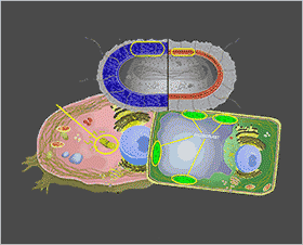 Cell Models