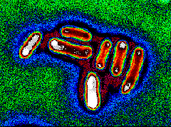 E. coli