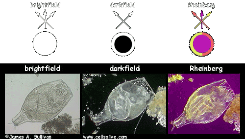 Darkfield and Rheinberg