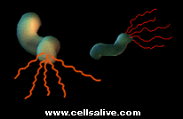 Helicobacter 3D Graphic