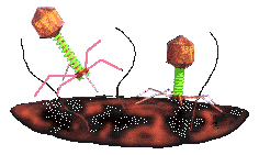 Phage Attachment