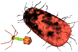 Phage with Bacteria