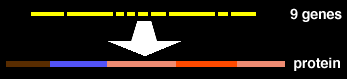 HIV Translation of RNA