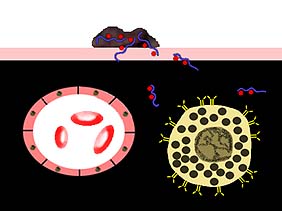 Mast Cell + Capillary